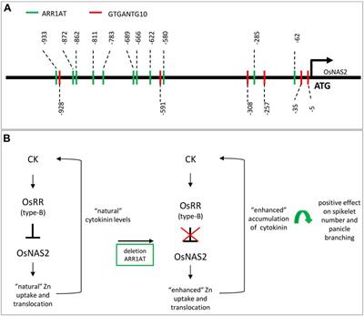 CRISPR-mediated promoter editing of a cis-regulatory element of OsNAS2 increases Zn uptake/translocation and plant yield in rice